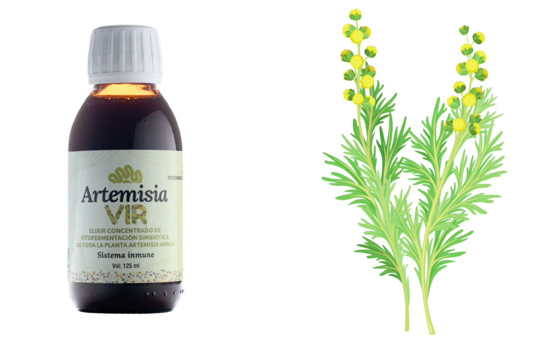 Artemisia VIR – La niña bonita de Microviver